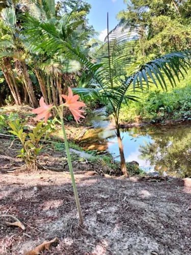 terreno em São Francisco do Pará 250x250