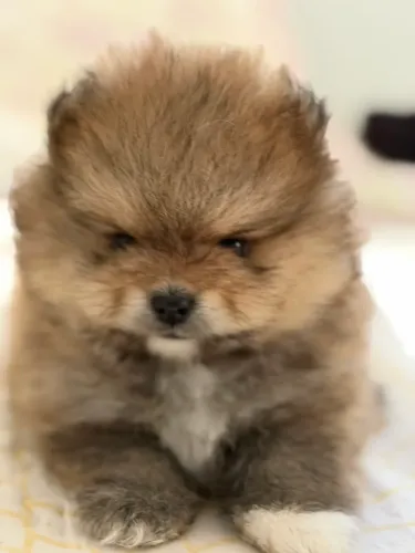 Filhote de Lulu da Pomerania