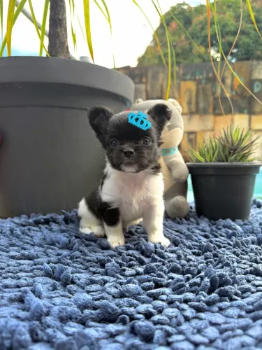 Chihuahua Miniatura 
