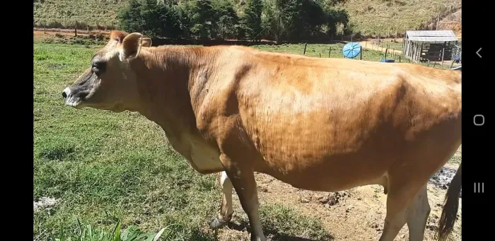 Vaca jersey