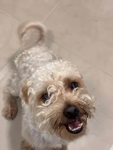 Cachorro vira lata macho 1 ano de idade