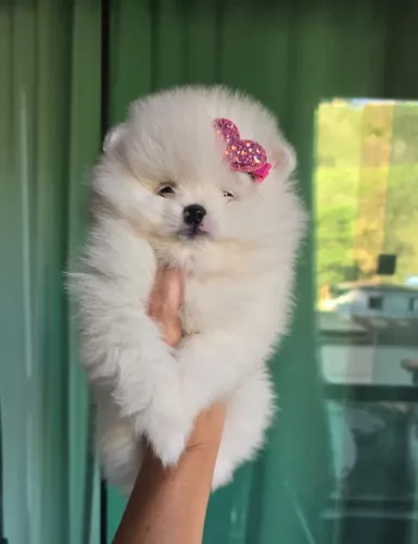 Spitz alemão fêmea