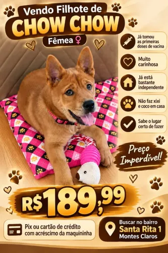 Vendo Filhote de show show 3 mês ja vacinada as primeiras dose muito carinhosa!