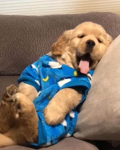 Golden Retriever - Não É Só Um Cachorro, É Família