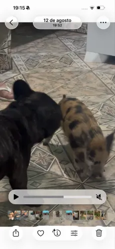 Mini / micro Pig 