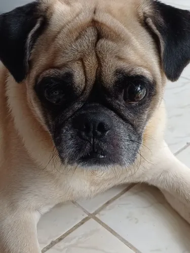 Pug macho