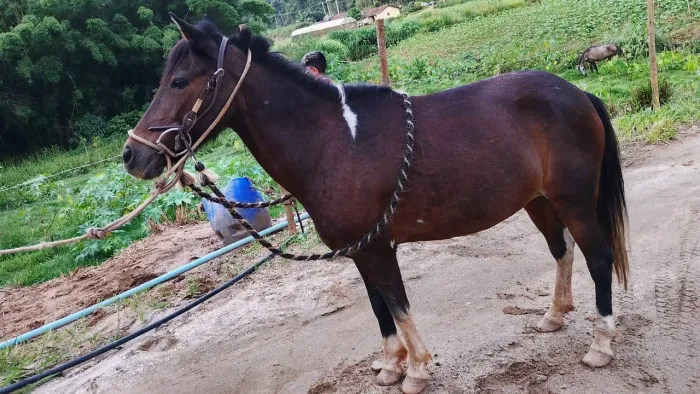 Vendo um pônei