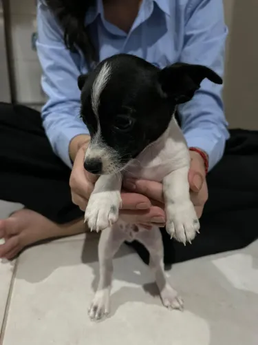 ? FILHOTES DE PINSCHER 0 À VENDA! ?