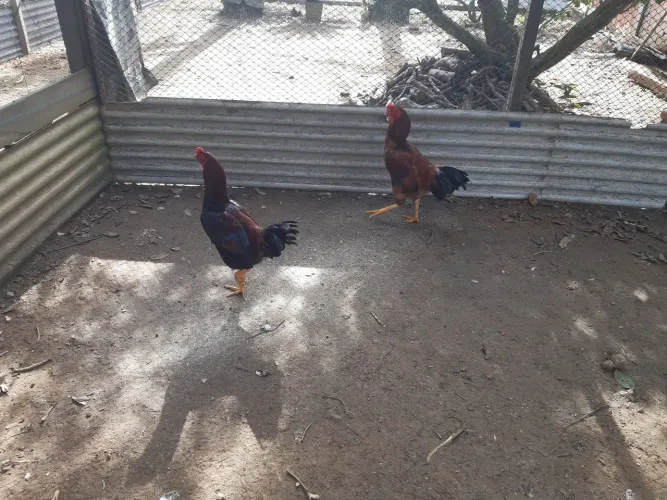 2 galos