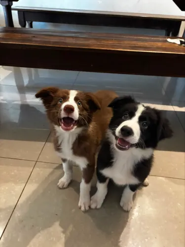 filhotes border collie 