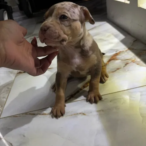 filhote de American bully