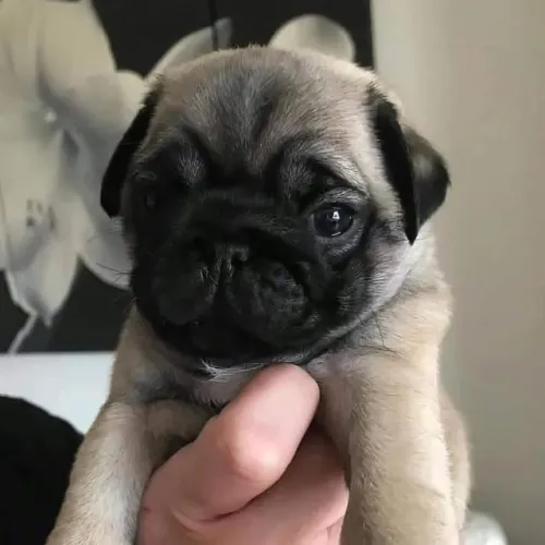 Neném pug com contrato de garantia e linhagem selecionada saudável
