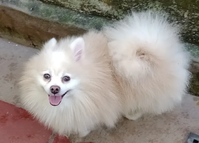 Spitz alemão
