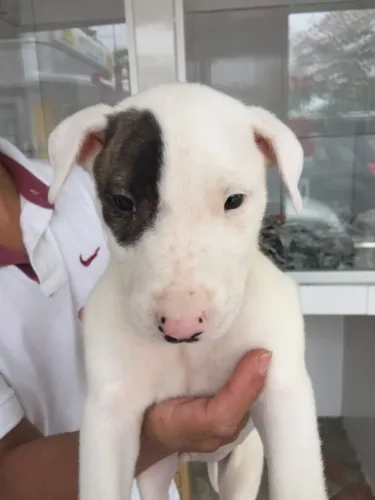 Bull Terrier miniatura- Filhotinhos lindos esperando um lar - Daniela