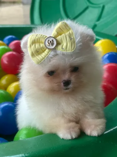 Lulu da Pomerania Fêmea branca 