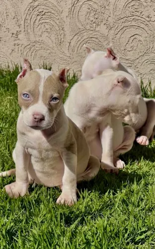 PITBULL FILHOTES VACINADOS-PARCELO NO CARTAO
