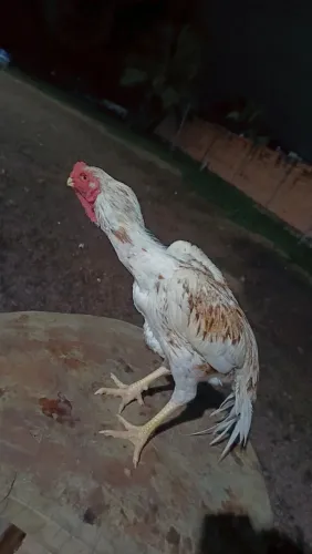 Frango indio boiadeiro 