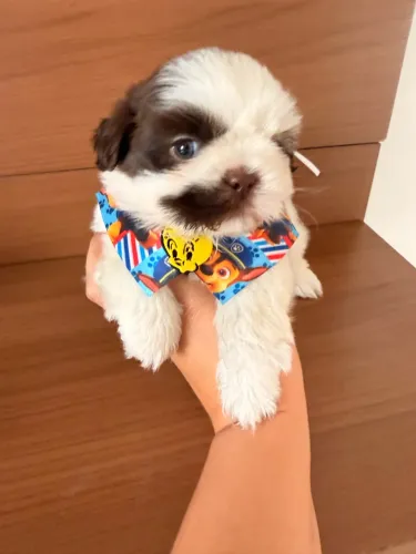 Shihtzu Machinho muito fofo! 10 x 135 no Cartão