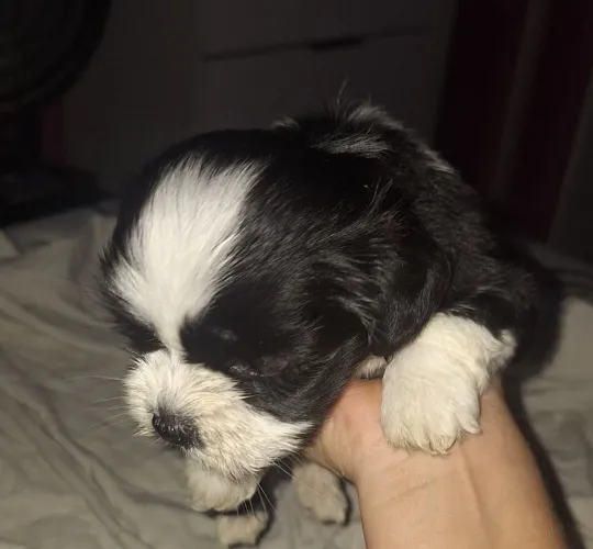 Vendo shitzu por 850,00 macho 60 dias