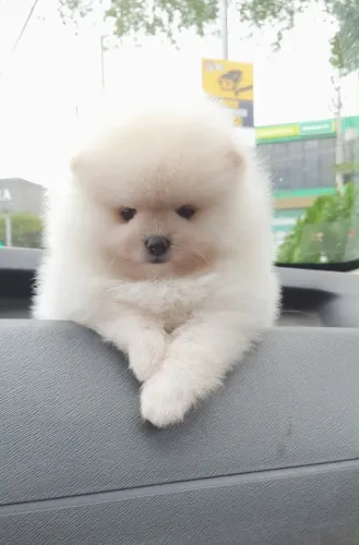 Lindos filhotes de Lulu da pomerania macho ursinho 