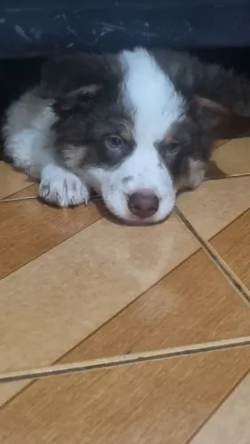 Border collie 