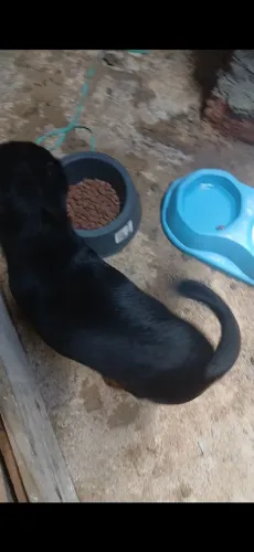 Cachorro picher