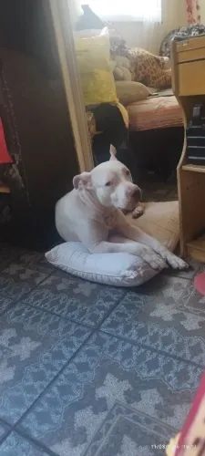 Doa se cão raça Pit Bull albina