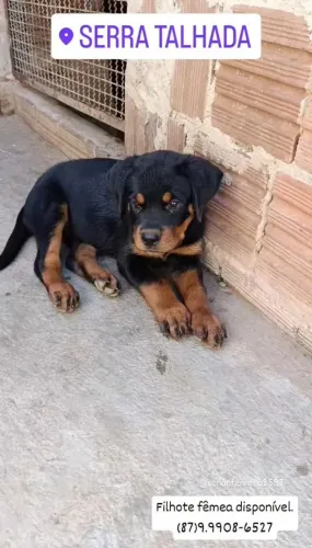 Filhote Fêmea de Rottweiler ( PAIS COM PEDIGREE CBKC)