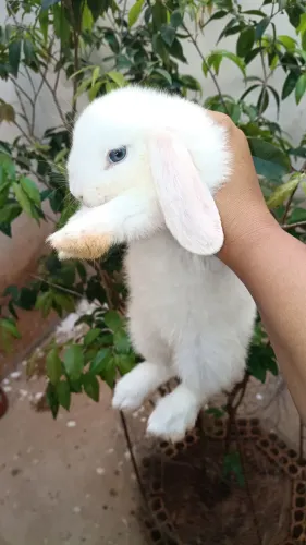 mine coelho 