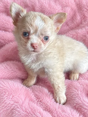 Fêmea chihuahua 