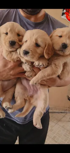 Filhotes de Golden 
