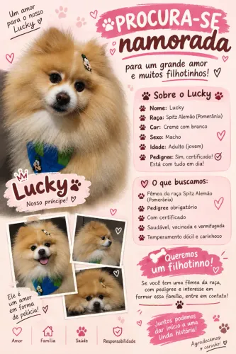 Spitz alemão, procurando namorada para cruzar