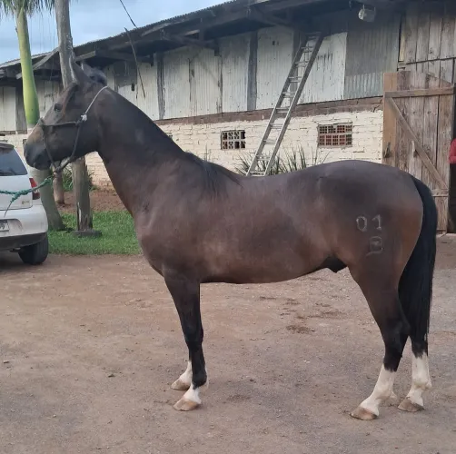 Potranco crioulo resenhado