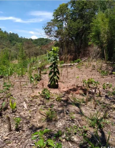 Terreno