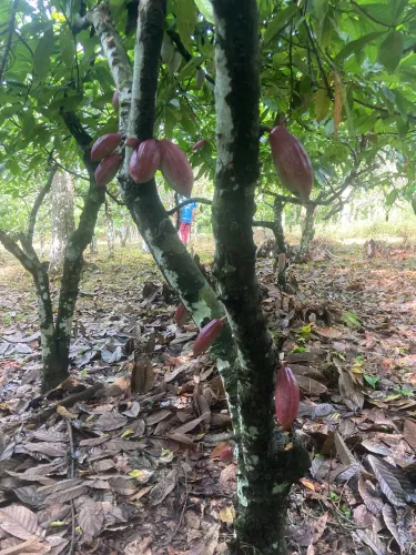 Excelente Sítio na beira da estrada ilhéus Itabuna