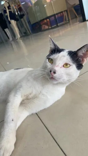 GATO PARA DOAÇÃO RESPONSÁVEL 