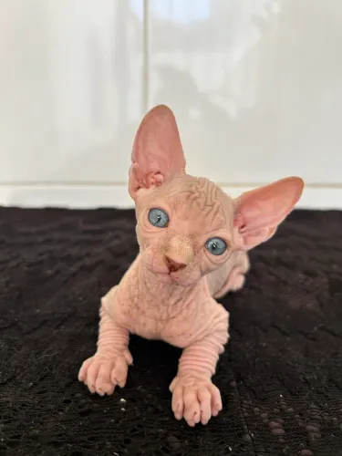Machinho Sphynx