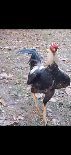 galo