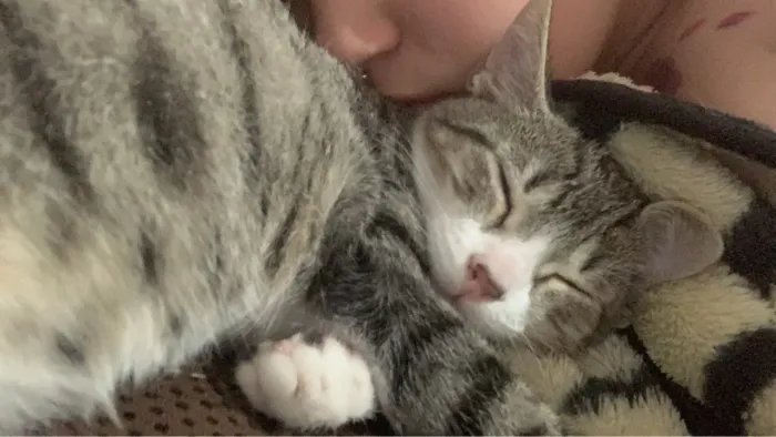 Gatinha dócil para adoção 