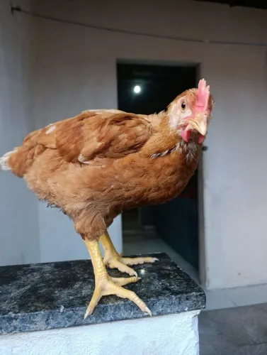 Galinhas vermelho pesadão