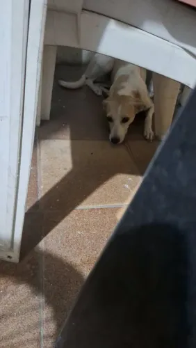 Cachorrinha para adoção