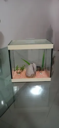 Aquário para beta