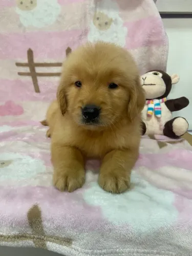 Golden Retriever