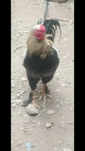 Galinha e galo brahma