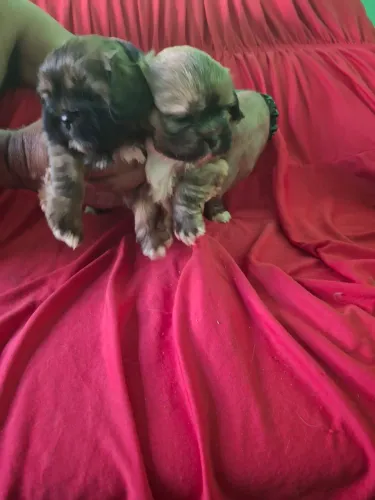Vendo cachorros