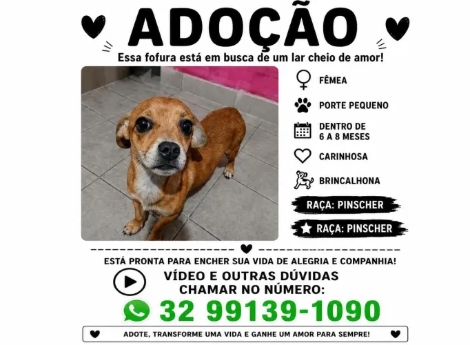 Doação de filhote de Pincher fêmea