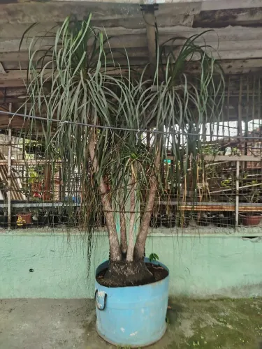 Planta pata de elefante
