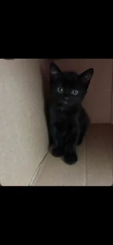 Doa se gato