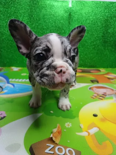 Bulldog francês filhote