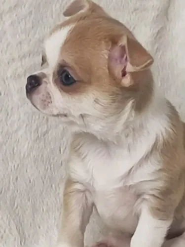Chihuahua que conquista corações sem pedir licença